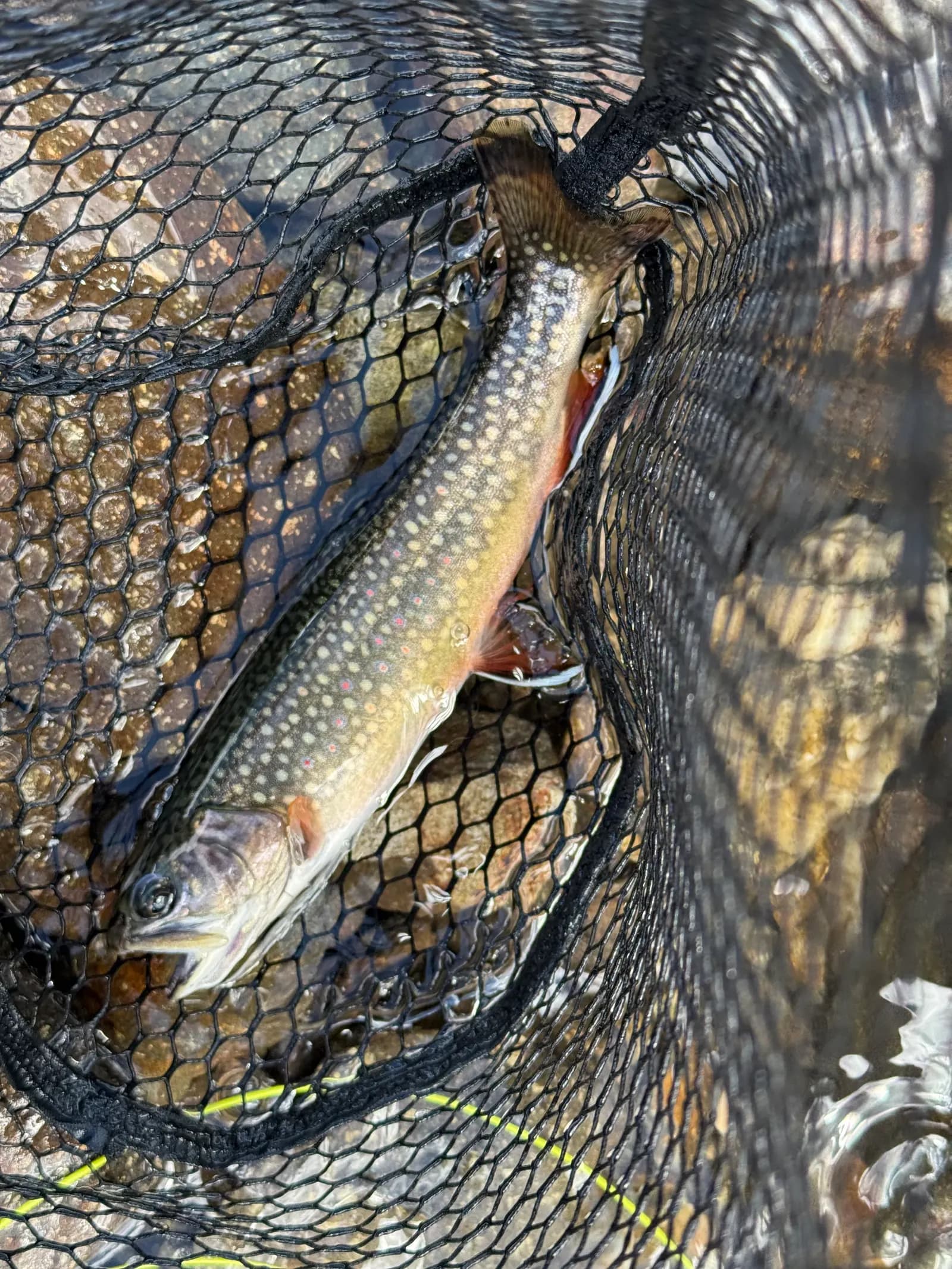 A Brook trout in a fishing net